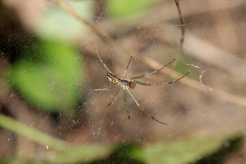 tetragnatha extensa spider macro photo