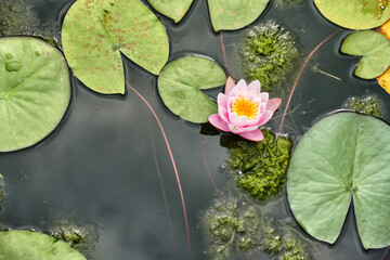 Poster - Closeup of a pink water lily with leaves floating on the water surface. Top view.