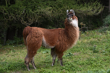 Canvas Print - lama alpaca 