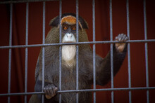 Monkey In A Cage At A Zoo - Sad Eyes - Incarcerated - Prison - Depression - Brown Eyes - Animal Rights - Slave - Alone - Isolation - Fur - Hair - Fingers