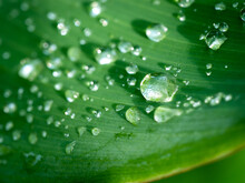 Rain Drops On The Canna Lily Leaf