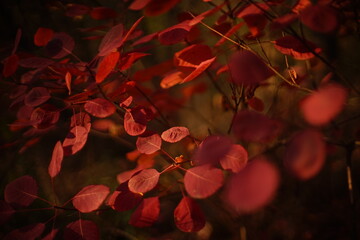 Canvas Print - Tree with red autumn leaves in dark black background