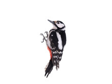Woodpecker Isolated On White Background