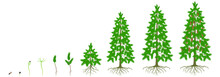 Cycle Of Growth Of A Spruce Tree On A White Background.