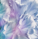 Fototapeta Kwiaty - Light  blue  tulips. Flowers and petals on a white background. Floral background. Closeup. Nature.	