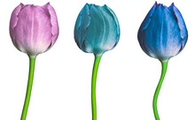 Set Tulips   Flowers Isolated On A White Background. Close-up. Flower Buds On A Green Stem. For Design. Nature.