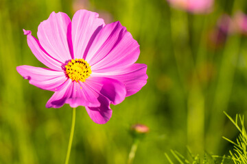 Wall Mural - Beautiful pink color cosmos (Mexican aster) flower background