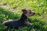 Fototapeta  - yorkshire terrier on the grass