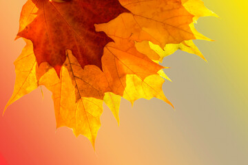 Wall Mural - Bright autumn maple leaves. Three multi-colored leaves are superimposed on each other. Juicy colors of autumn. White background. 