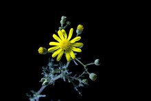 Senecio Gallicus, An Annual Plant Of The Genus Senecio And Family Asteraceae, Is A Species That Colonizes Isolated Habitats With Difficult Environmental Conditions