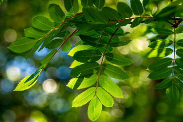 Wall Mural - fall foliage of leaves with a touch of sunlight