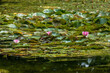 Blühende Seerosen im Teich