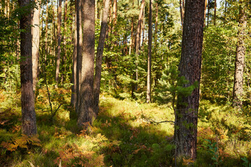 Fototapeta sunny summer forest, trees, forest, summer