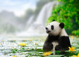 Panda enjoys bathing in a river with waterfall background