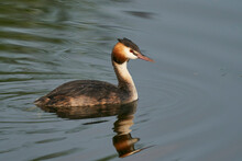 Great Crested Grebe (Podiceps Cristatus) On A Lake At Ham Wall In Somerset, United Kingdom.