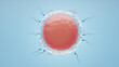 Sperm swimming fertilize the ovum in a blue background. 3D Illustration Rendering.
