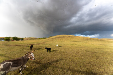 Wall Mural - Prairie Storm Canada