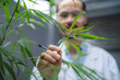 © chokniti - scientist checking on organic cannabis hemp plants in a weed greenhouse. Concept of legalization herbal for alternative medicine with cbd oil, commercial pharmaceutical in medicine business industry