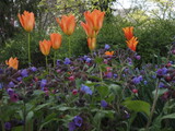 Fototapeta Tulipany - Rotgelbe bis orangegelbe Tulpen in einem Park
