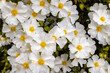 Cistus Salviifolius also sage-leaved rock-rose, salvia cistus or Gallipoli rose, a bushy shrub with inflorescences of round flowers with white petals.