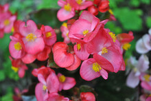 Many Beautiful Begonia Semperflorens (Wax Begonia, Begonia Conchita) Flowers Close Up. Pink Petals And Leaves And Yellow Pistils. Natural Organic Background Top View.
