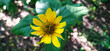 Żółty kwiat w tle swoich zielonych liście, zdjęcie zrobione z góry 