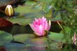 rosa Seerose mit Blättern auf einem Teich