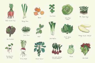 vegetables vector color illustrations set