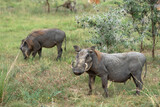 Fototapeta Sawanna - Warthog, Phacochoerus africanus