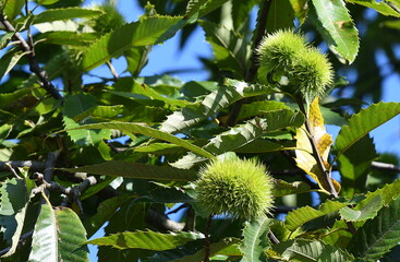 Poster - chestnuts on a tree