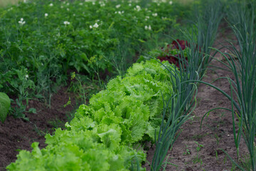 Farm garden with fresh lettuce, green onion and potato plants. 