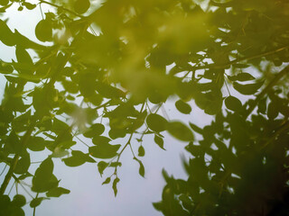  reflection of leaves in a barrel of water in the garden