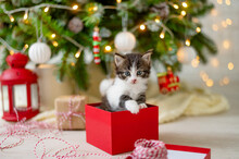 Little Funny Kitten Cat Sits In A Red Box As A Christmas Present On The Background Of A Christmas Tree In The Decoration Concept Of New Year And Christmas. High Quality Photo