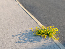 CLOSE UP: Blossoming Yellow Wildflower Sprouts Out Of A Concrete Pavement.