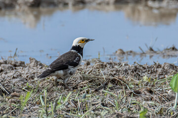 Wall Mural - Black-collared starling bird spotted on paddy field at Sabah, Malaysia