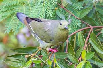 Nature wildlife bird Pink-necked Green Pigeon perched on the branch