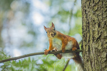 A Squirrel Sits On A Branch With Its Tail Hanging Down.