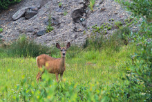 Mule Deer In A Mountainside Meadow In Colorado, Looking At Camera