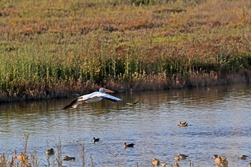 Poster - American White Pelican - Pelecanus erythrorhynchos