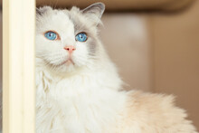 Close Up Of A White Fluffy Cat With Blue Eyes Looking Out A Window