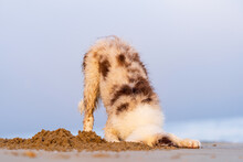 Ground Level View Of A Fluffy Wet Dog With Its Head Buried In The Sand On A Beach