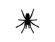Silhouette Of A Tarantula Spider On A White Background. Animal Clipart Vector Design Illustration.