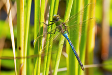 Female Green Darner Dragonfly On Phragmite 
