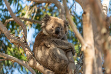 Koala In Gum Tree