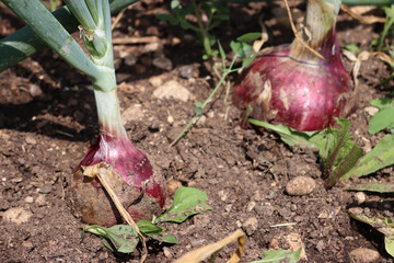 Two red ripe onion plants growing in the vegetable garden on summer