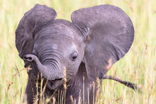 Portrait Of An Elephant Calf In The The Grass On Savannah