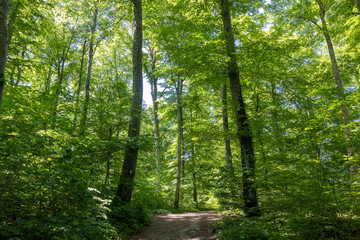  Laubwald auf der schwäbischen Alb