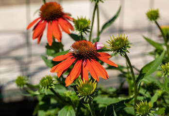 Poster - Flowers of  Echinacea - an herb stimulating the immune system