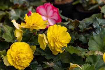 Sticker - Big yellow flowers of begonia in flowerpot in summer decorative garden . Seasonal flowers