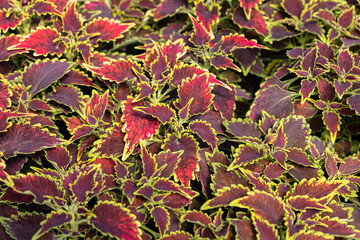 Poster - Floral carpet of red and green leaves of the coleus. Nature scene with decorative leaf garden plants.